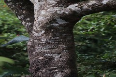 Elaeocarpus serratus var. weibelii